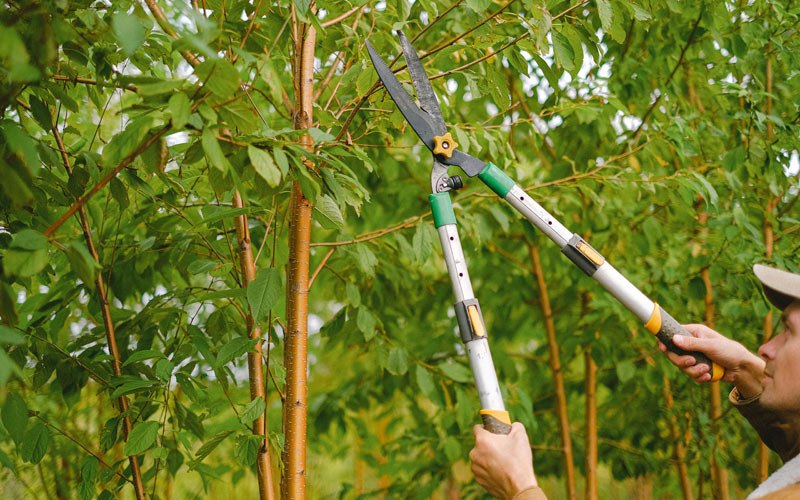 Tree trimming in Blanchard, IA